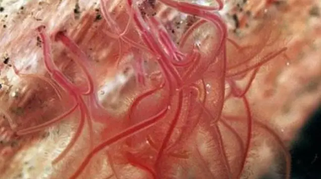 Agar Makanan Cepat Matang Sebaiknya Menggunakan Alat Masak yang Terbuat dari Bahan Apa?