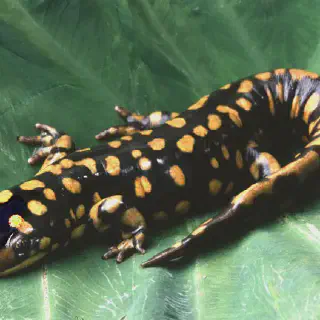 Salamander Alat Masak: Cara Memasak Lebih Efisien dan Lezat
